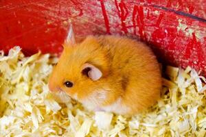 Hamster home in keeping in captivity. Hamster in sawdust. Red hamster photo