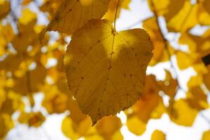 amarillo hojas de tilo en contra el cielo y el iluminar desde el fondo. otoño antecedentes desde hojas de un tilo. amarillo otoño hojas foto