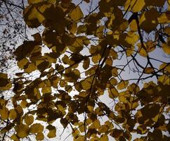 Yellow leaves of linden against the sky and the backlight. Autumn background from leaves of a linden. Yellow autumn leaves photo