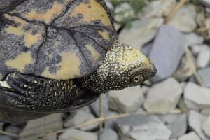 el tortuga mentiras al revés abajo en el atrás. ordinario río tortuga de templado latitudes. el tortuga es un antiguo reptil. foto