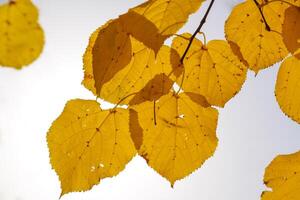 amarillo hojas de tilo en contra el cielo y el iluminar desde el fondo. otoño antecedentes desde hojas de un tilo. amarillo otoño hojas foto