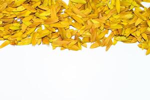 Gleditsia triacantnos, yellow leaves photo