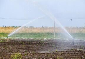 irrigación sistema en campo de melones riego el campos. aspersor foto