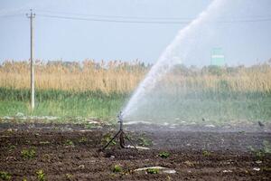 Irrigation system in field of melons. Watering the fields. Sprinkler photo