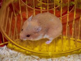 Hamster home in keeping in captivity. Hamster running wheel. Red hamster photo