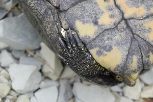 Ordinary river tortoise of temperate latitudes. The tortoise is an ancient reptile. photo