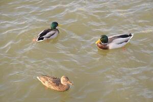 Ducks swimming in the pond. Wild mallard duck. Drakes and females photo