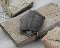 ordinario río tortuga de templado latitudes. el tortuga es un antiguo reptil. foto