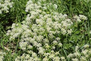 Lepidium draba white flowers photo