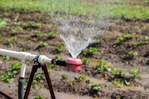 agua aspersor para riego en el jardín. riego en el jardín foto