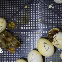 Musk duck ducklings hatched from eggs photo