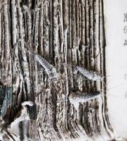 Silverfish three pieces on the torn cover of an old book. Pest books and newspapers. Insect feeding on paper - silverfish photo