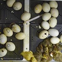 Musk duck ducklings hatched from eggs photo