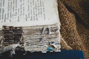 Silverfish three pieces on the torn cover of an old book. Pest books and newspapers. Insect feeding on paper - silverfish photo