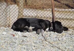 Black dog on a chain resting under a fence photo