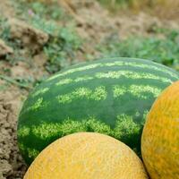 Ripe melon and watermelon the new harvest. photo