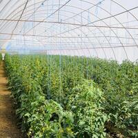 Tomatoes in the greenhouse. Tied tomatoes in the ranks of the gr photo