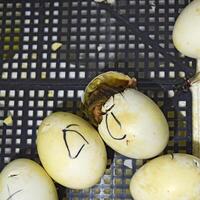 Musk duck ducklings hatched from eggs photo