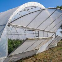 Open the doors of the greenhouse with tomatoes. The big greenhou photo