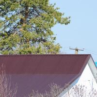 Roof metal sheets. Near conifer. photo