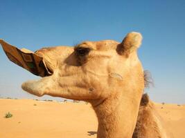 Camels in the desert photo