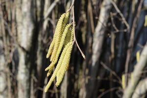 Flowering hazel hazelnut photo