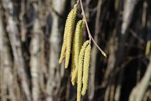 Flowering hazel hazelnut photo