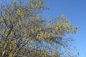 Flowering hazel hazelnut photo