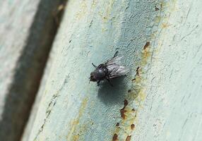 Seated big black fly photo