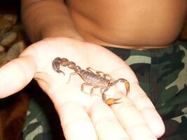 Scorpion. Fauna of Arab Emirates. photo