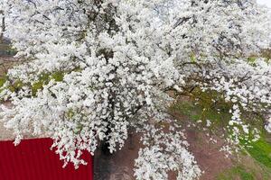 floreciente Cereza ciruela. blanco flores de ciruela arboles en el ramas de un árbol. primavera jardín. foto