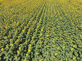 Field of sunflowers. Top view. photo