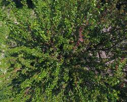 Branches of mulberry with ripe berries. Ripe mulberry on a tree. Ripening of mulberry berries. photo