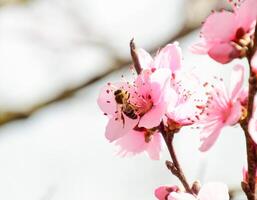 Spring flowering peach photo