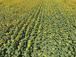 Field of sunflowers. Top view. photo