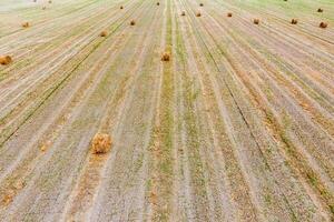 Bales of hay in the field. Harvesting hay for livestock feed. Landscape field with hay photo