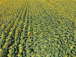 Field of sunflowers. Top view. photo