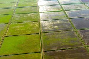The rice fields are flooded with water. Flooded rice paddies. Agronomic methods of growing rice in the fields. photo