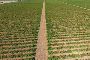 Grape orchards bird's-eye view. Vine rows. Top view of the garden photo