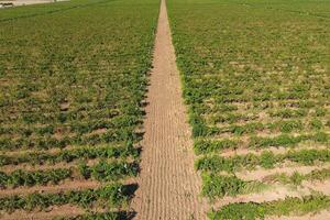 Grape orchards bird's-eye view. Vine rows. Top view of the garden photo