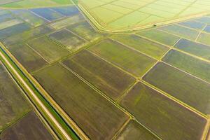 The rice fields are flooded with water. Flooded rice paddies. Agronomic methods of growing rice in the fields. photo