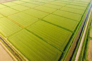 The rice fields are flooded with water. Flooded rice paddies. Agronomic methods of growing rice in the fields. photo