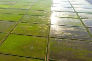 The rice fields are flooded with water. Flooded rice paddies. Agronomic methods of growing rice in the fields. photo