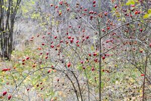 Hips bush with ripe berries. Berries of a dogrose on a bush. Fruits of wild roses. Thorny dogrose. Red rose hips. photo