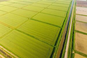 The rice fields are flooded with water. Flooded rice paddies. Agronomic methods of growing rice in the fields. photo