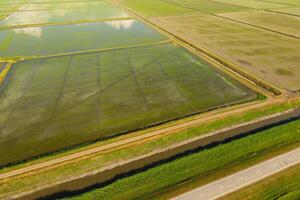 The rice fields are flooded with water. Flooded rice paddies. Agronomic methods of growing rice in the fields. photo