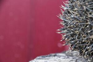 Hedgehog on the tree stump. Hedgehog curled up into a ball photo