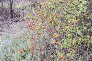 Hips bush with ripe berries. Berries of a dogrose on a bush. Fruits of wild roses. Thorny dogrose. Red rose hips. photo