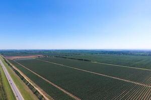 Rows of trees in the garden. Aerophotographing, top view. photo