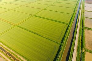 The rice fields are flooded with water. Flooded rice paddies. Agronomic methods of growing rice in the fields. photo